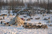 A Nenets reindeer herders' winter camp with reindeer skin tents in the forest. Yamal. Siberia. Russia.