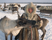 A Nenets woman feeds bread to a pet reindeer during the Spring migration. Yamal, Western Siberia, Russia