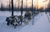 Meritaynya Khudi, a Nenets woman, drives a caravan of reindeer sleds through a forest at the start of the Spring migration. Yamal, Siberia.