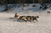Yelow Khudi, a Nenets man, races his team of reindeer at a local festival Yamal. Siberia. Russia.