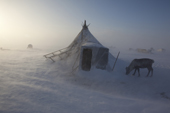 During a Spring storm, blowing snow swirls around a Nenets reindeer herders' camp on the tundra near Tambey. Yamal Peninsula, Western Siberia, Russia