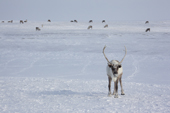 Reindeer at their winter pastures on the tundra near Tambey. Yamal Peninsula, Western Siberia, Russia