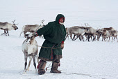 A Nenets herder leads a draught reindeer he has lassoed to pull his sled. Tambey, Yamal Peninsula, Western Siberia, Russia