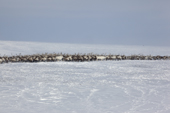A herd of reindeer being gathered at their winter pastures on the tundra near Tambey. Yamal Peninsula, Western Siberia, Russia