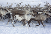 A herd of reindeer being gathered at their winter pastures on the tundra near Tambey. Yamal Peninsula, Western Siberia, Russia