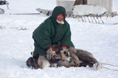 A Nenets reindeer herder subdues a reindeer he has just lassoed. Tambey, Yamal Peninsula, Western Siberia, Russia