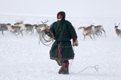 A Nenets herder prepares to lasso a draught reindeer at winter pastures near Tambey. Yamal Peninsula, Western Siberia, Russia