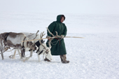Jakov Vanuito, a Nenets reindeer herder leads two of his draught as he sets out to check on his herd at their winter pasures near Tambey. Yamal Peninsula, Western Siberia, Russia