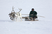 Jakov Vanuito, a Nenets reindeer herder, driving a reindeer sled as he returns to camp after checking his herd at their winter pastures near Tambey. Yamal Peninsula, Western Siberia, Russia