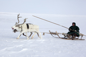 Jakov Vanuito, a Nenets reindeer herder, driving a reindeer sled as he returns to camp after checking his herd at their winter pastures near Tambey. Yamal Peninsula, Western Siberia, Russia