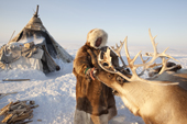 Jakov Vanuito, a Nenets reindeer herder, feeds bread to one of his draught reindeer at his winter camp on the tundra near Tambey. Yamal Peninsula, Western Siberia, Russia