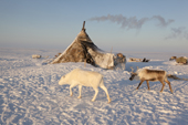 Reindeer milling around a Nenets herder's winter camp on the tundra near Tambey. Yamal Peninsula, Western Siberia, Russia