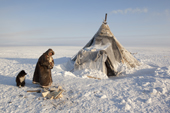 Nyaka, a 76 year old Nenets woman, carrying firewood to her family's tent. Tambey, Yamal Peninsula, Western Siberia, Russia