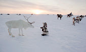 Nenya Vanuito, a 2 year old Nenets girl, approaches a reindeer at her family's winter camp on the tundra near Tambey. Yamal Peninsula, Western Siberia, Russia.