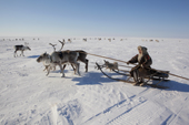 Natasha Serpevo, a Nenets reindeer herder, out checking her family's reindeer at their winter pastures on the tundra near Tambey. Yamal Peninsula, Western Siberia, Russia