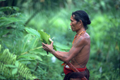 Mentawai medicine man gathers rainforest plants he will use for healing. Siberut Island, Indonesia