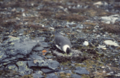 Intermediate morph Arctic Skua, Stercorarius parasiticus, raids eggs in an eider nest. Spitsbergen