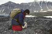 Louis Nielsen removing down from an Eider duck nest. Eholmen Island. Spitsbergen