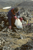 Trapper, Louis Nielsen, beside a female Eider duck on her nest. Eholmen Island, Spitsbergen.