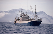 Norwegian trawler fishing for prawns Isfjord, Spitsbergen.