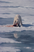 Polar bear eats from a seal kill made at a lead in the sea-ice. Spitsbergen