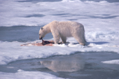 Polar bear eats from a seal kill made at a lead in the sea-ice, Spitsbergen