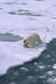 Polar bear walks along the edge of a lead in deep soft snow. Spitsbergen.