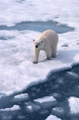 Damp Polar bear walks along the edge of a lead in summer. Spitsbergen.