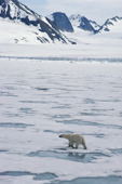 Polar bear on sea ice. Spitsbergen.