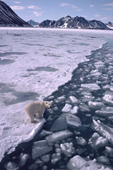 Polar Bear walks by the Ice edge in summer off the glaciated coast of Spitsbergen