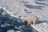 A Polar bear slips silently into the water off an ice floe. Spitsbergen.