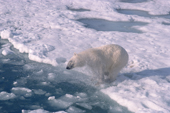 Water droplets fly as a Polar bear shakes her head. Spitsbergen.