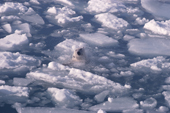 Water droplets fly as a Polar bear shakes her head whilst swimming amongst ice. Spitsbergen.