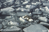 Polar Bear swimming amongst sea ice. Spitsbergen, Norwary.