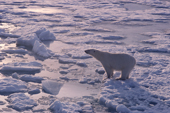 Polar bear with a wet coat stands beside a lead in summer. Spitsbergen.