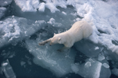 A Polar bears slips silently into the water off an ice floe. Spitzbergen.