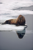 Young Walrus on an Ice Floe off the North Coast of Spitsbergen.